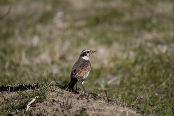 Dusky Thrush Mizumoto Park Sun, 3/3/2024