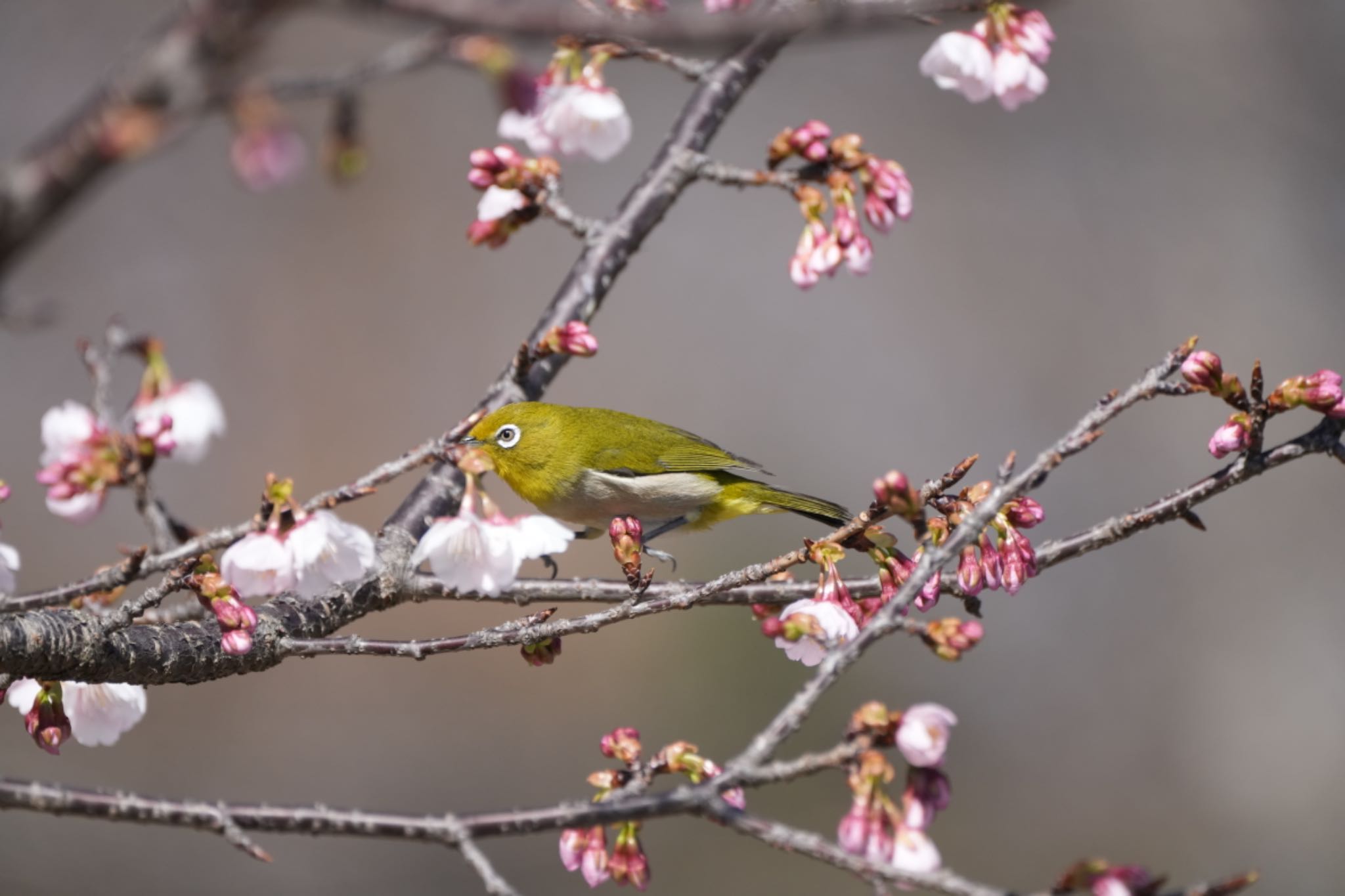 Photo of Warbling White-eye at Mizumoto Park by ふうちゃんぱぱ