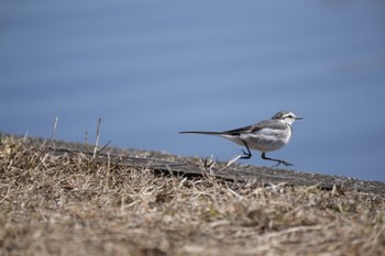 White Wagtail(alba) Mizumoto Park Sun, 3/3/2024