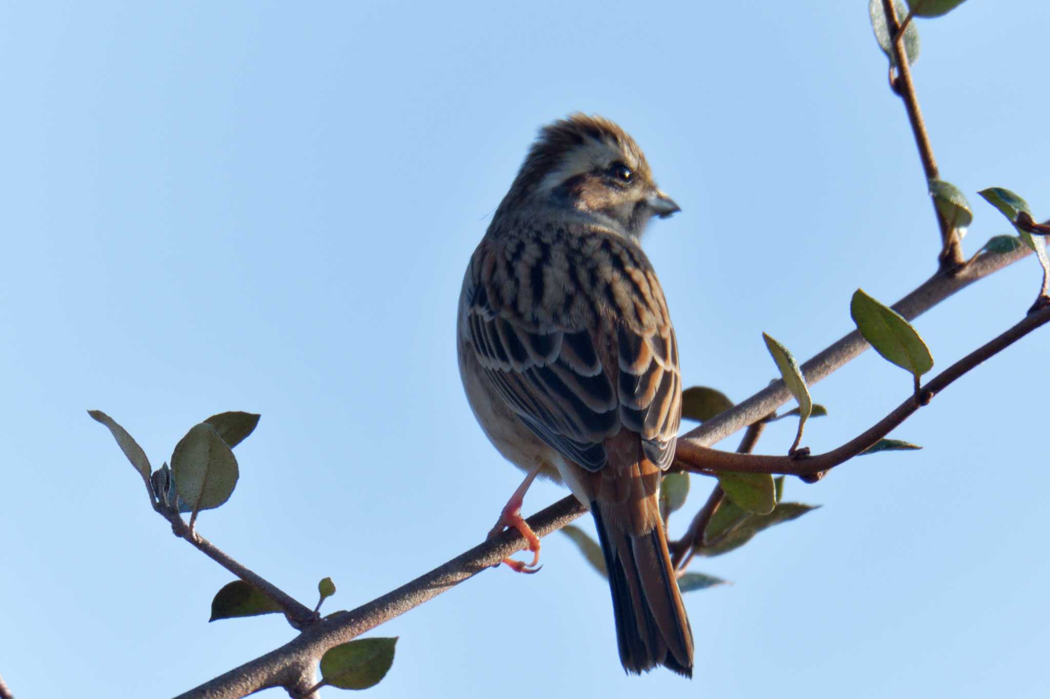 Meadow Bunting