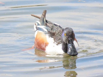 ハシビロガモ 昆陽池公園 2024年3月1日(金)