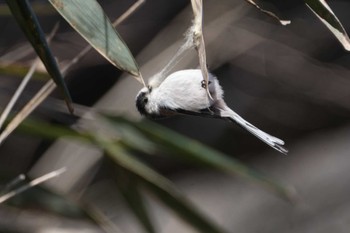 Long-tailed Tit Hayatogawa Forest Road Sun, 3/3/2024