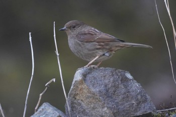 Japanese Accentor 金沢林道 Sun, 3/3/2024