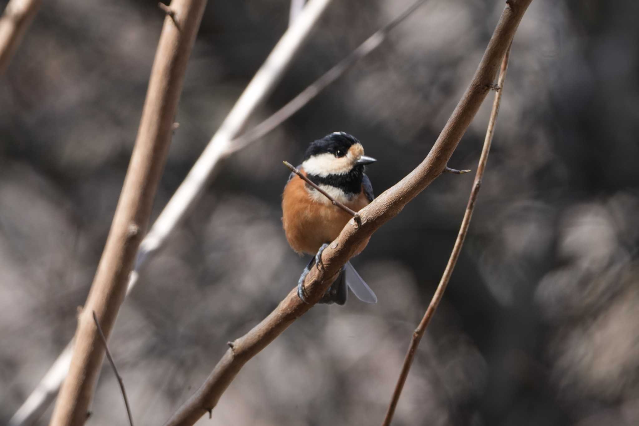 Photo of Varied Tit at 金沢林道 by oyoguneko