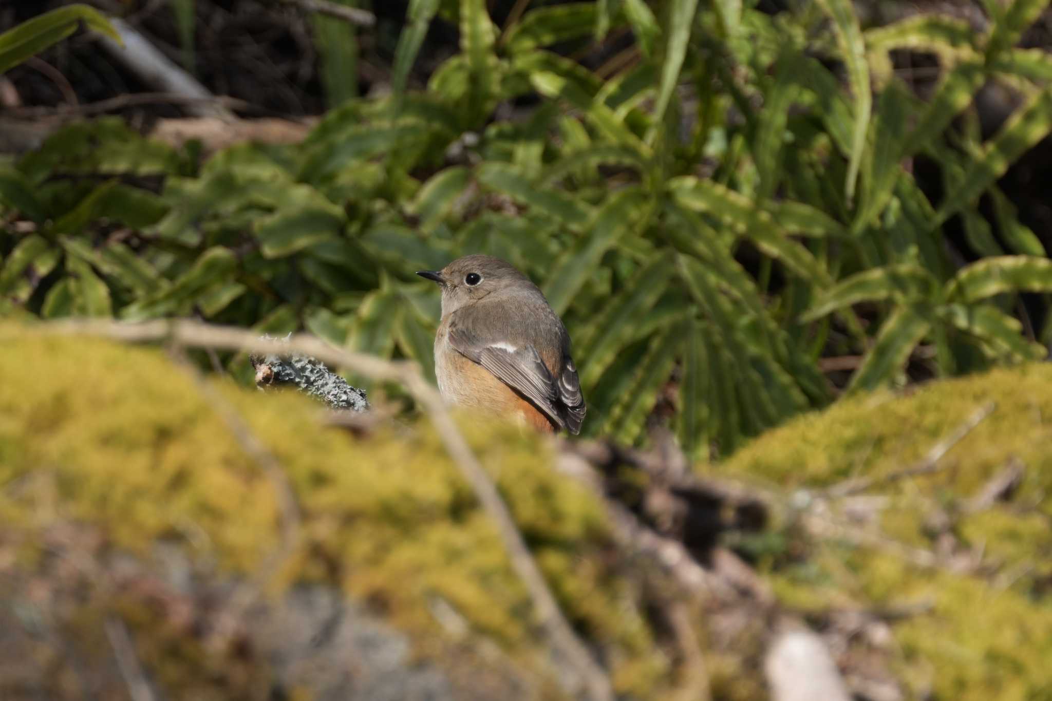 Photo of Daurian Redstart at Hayatogawa Forest Road by oyoguneko