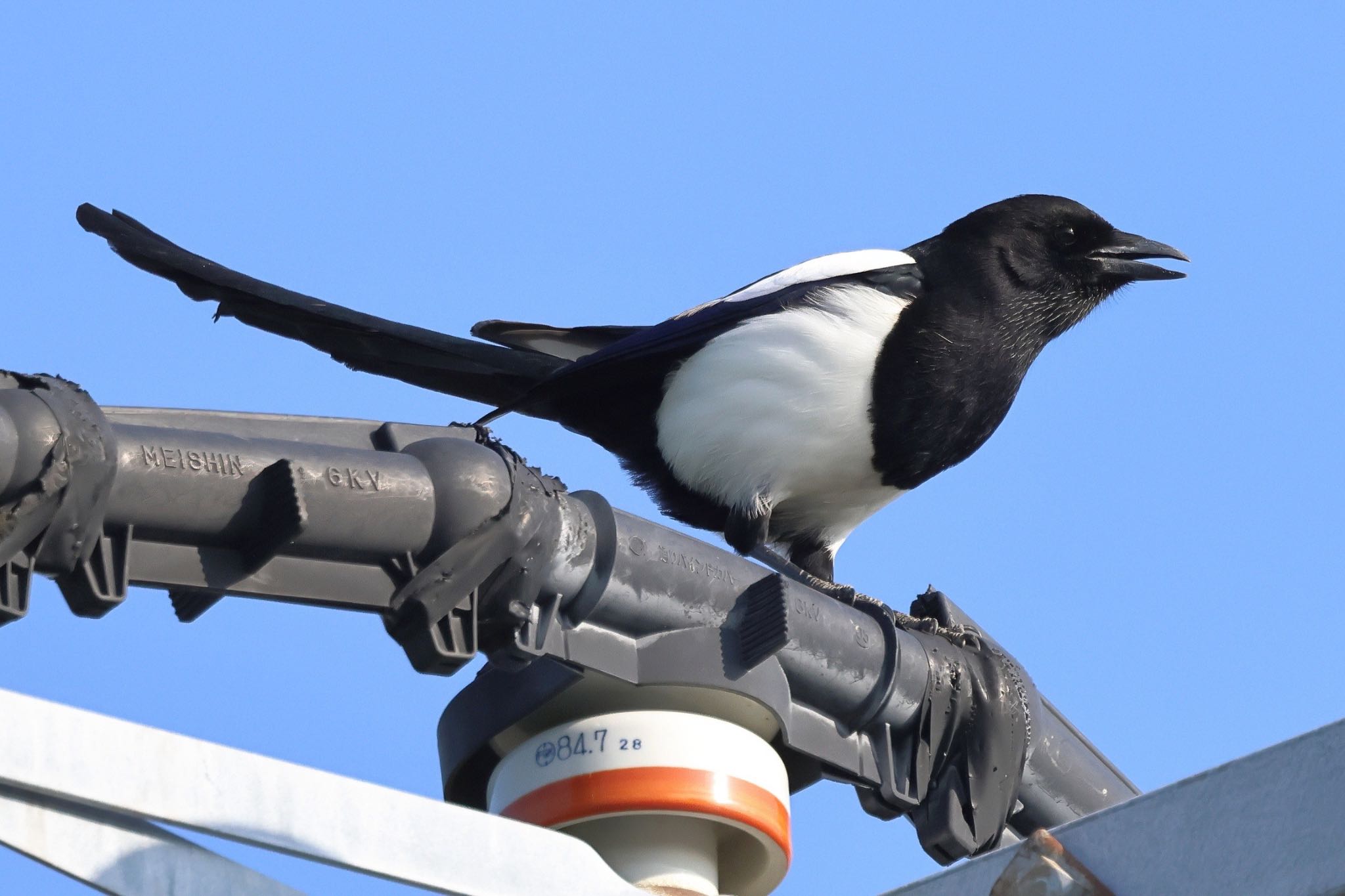 Photo of Eurasian Magpie at 佐賀県 by amachan