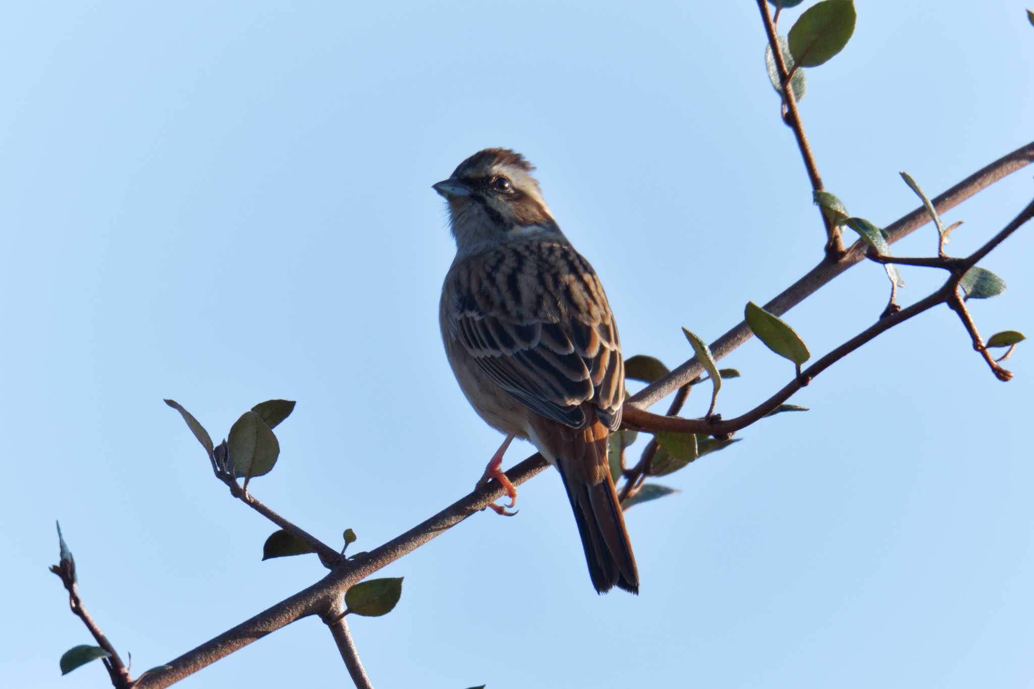 Meadow Bunting