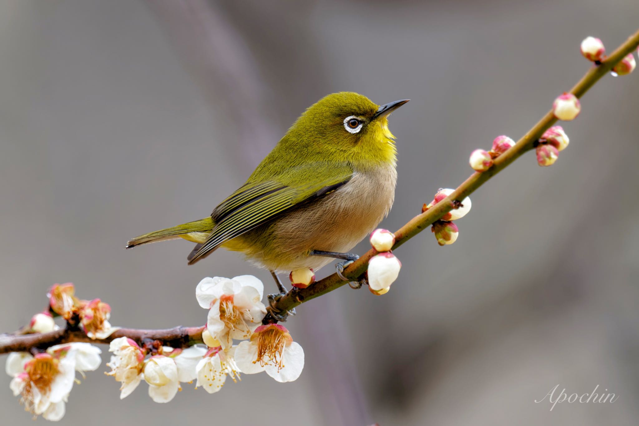 Photo of Warbling White-eye at Shinjuku Gyoen National Garden by アポちん