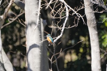 Common Kingfisher Mizumoto Park Sun, 3/3/2024