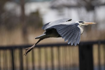 2024年3月3日(日) 水元公園の野鳥観察記録