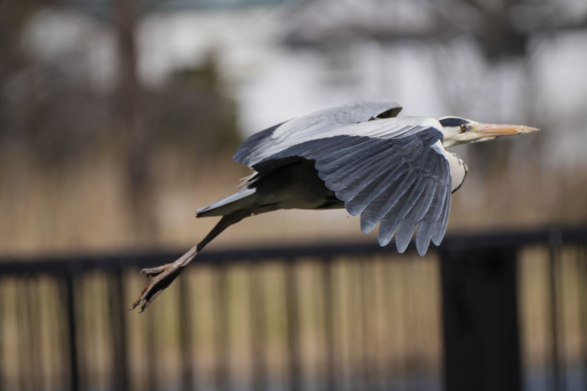 Photo of Grey Heron at Mizumoto Park by ふうちゃんぱぱ