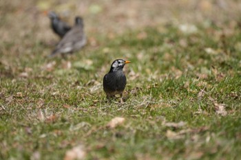 White-cheeked Starling Mizumoto Park Sun, 3/3/2024