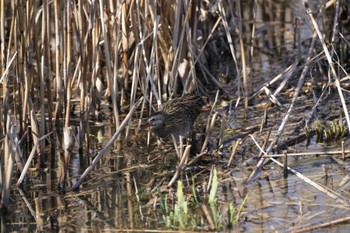 Brown-cheeked Rail Mizumoto Park Sun, 3/3/2024