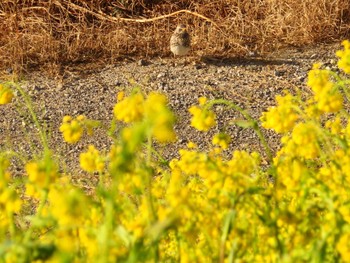 2024年3月3日(日) 利根川の野鳥観察記録