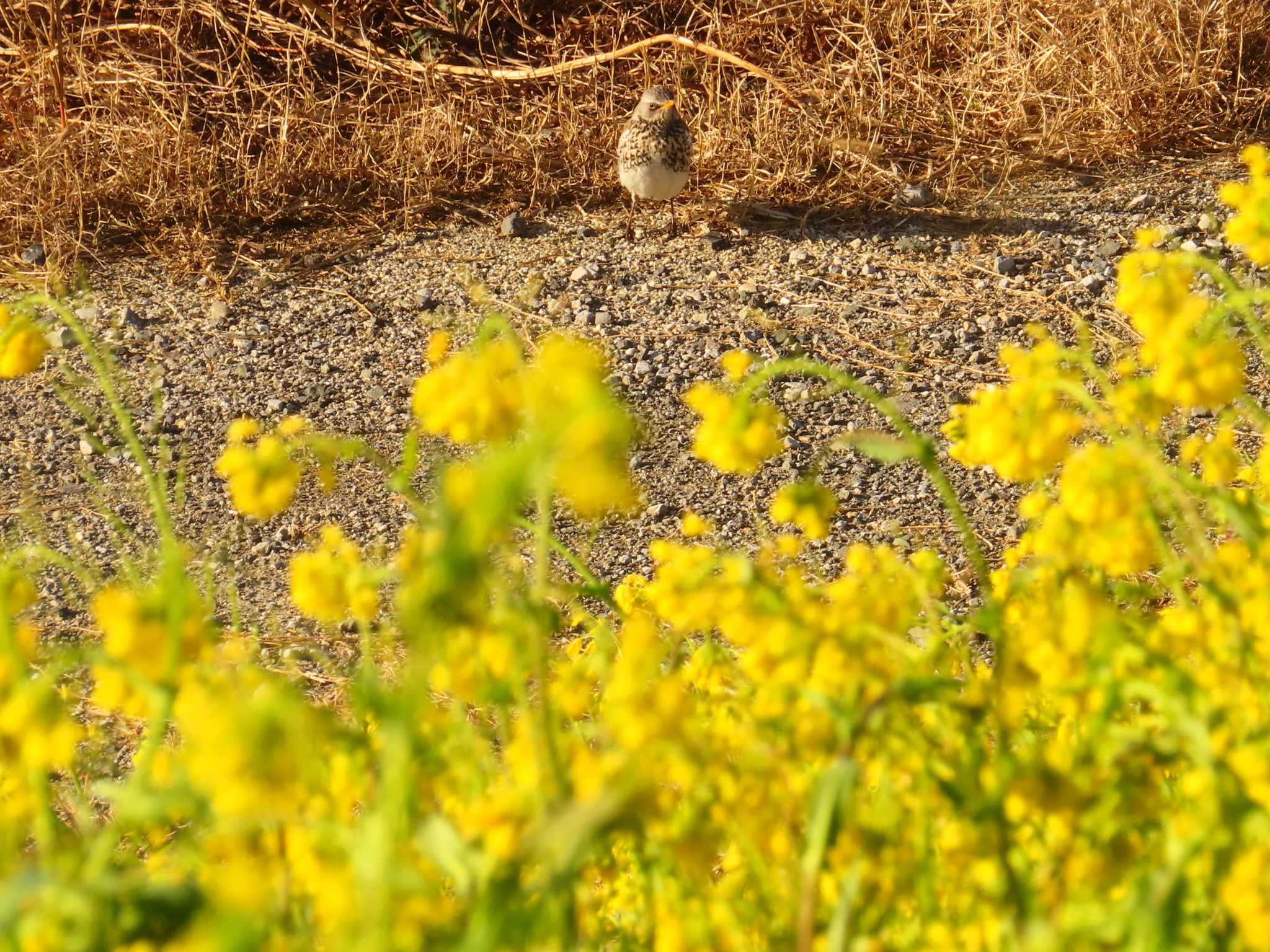 Fieldfare