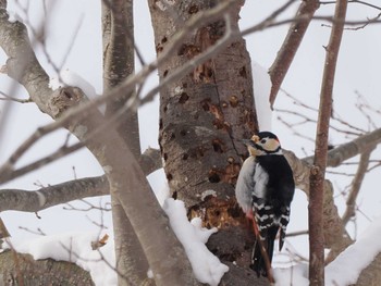 Sun, 3/3/2024 Birding report at 左股川緑地(札幌市西区)