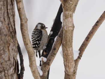 Japanese Pygmy Woodpecker(seebohmi) 左股川緑地(札幌市西区) Sun, 3/3/2024