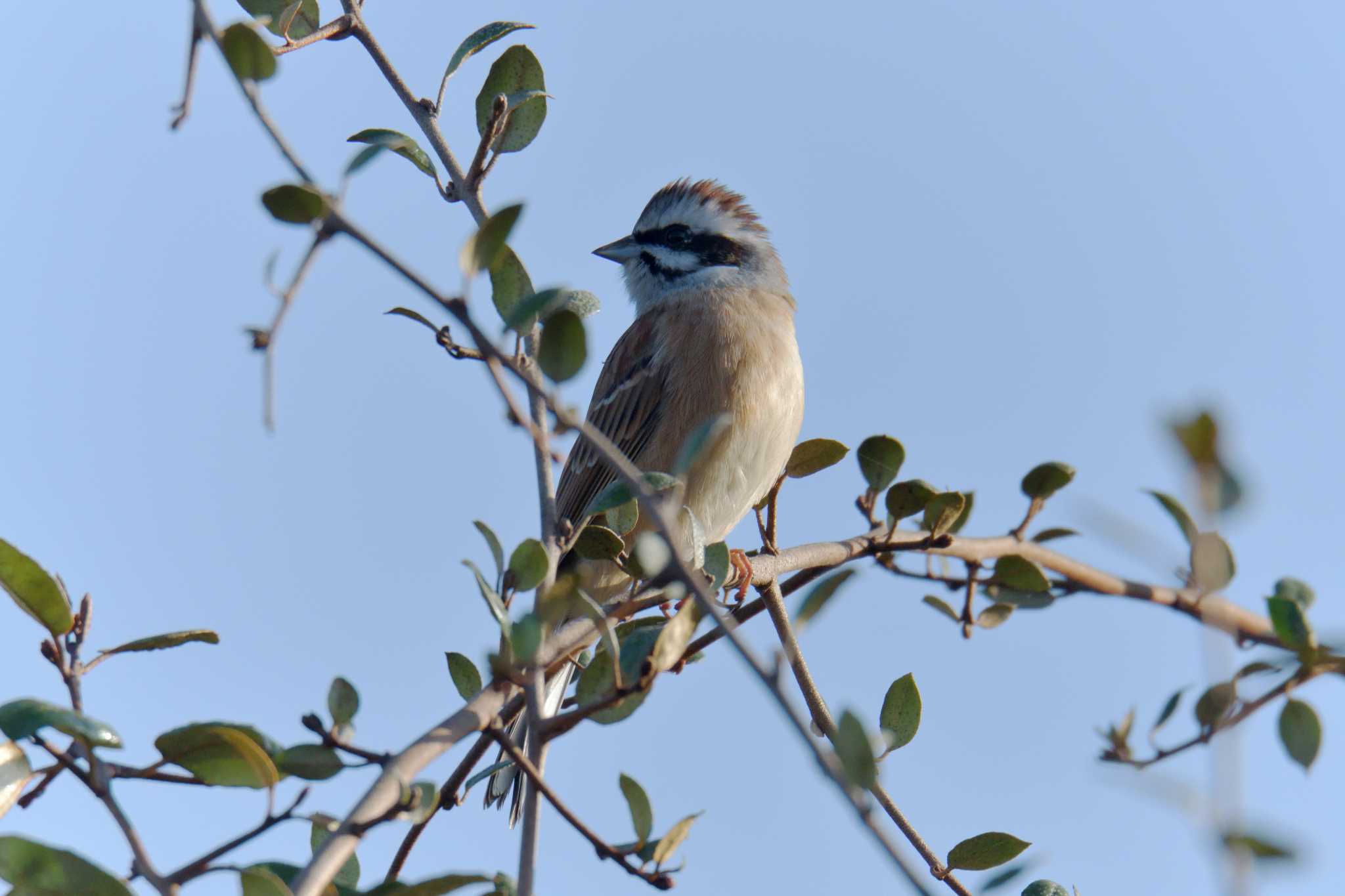 Meadow Bunting