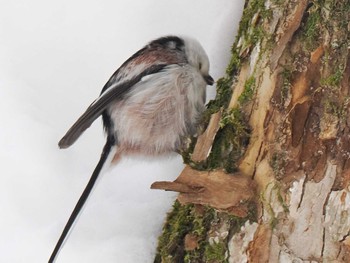 2024年3月3日(日) 平和の滝(札幌市西区)の野鳥観察記録