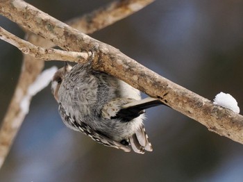 Japanese Pygmy Woodpecker(seebohmi) 平和の滝(札幌市西区) Sun, 3/3/2024