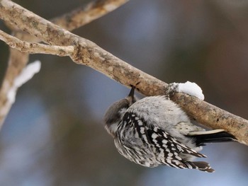 Japanese Pygmy Woodpecker(seebohmi) 平和の滝(札幌市西区) Sun, 3/3/2024