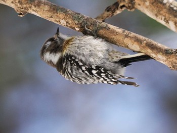 Japanese Pygmy Woodpecker(seebohmi) 平和の滝(札幌市西区) Sun, 3/3/2024