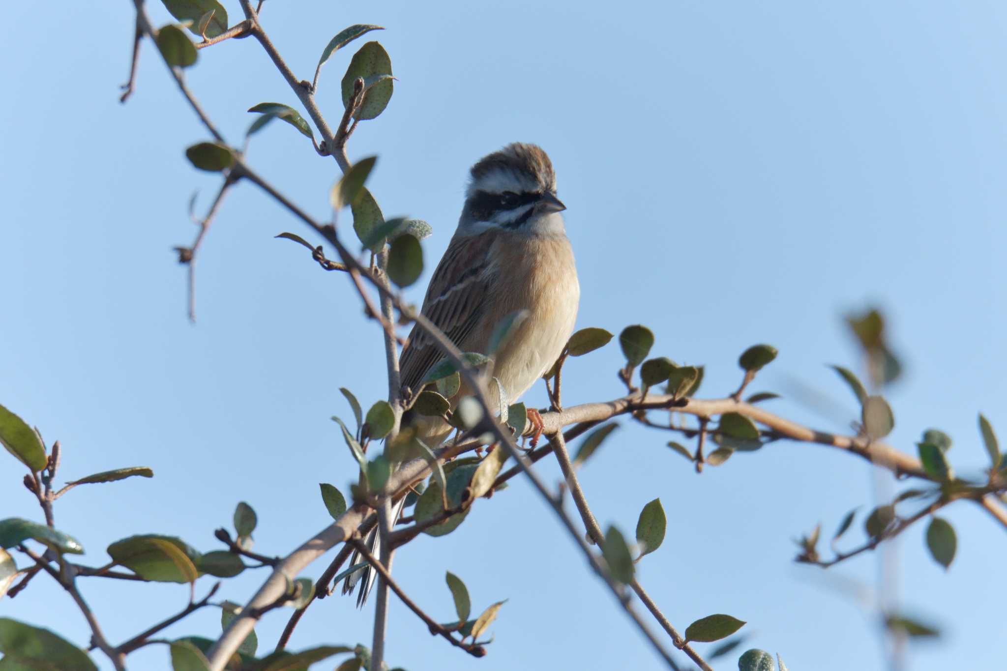 Meadow Bunting