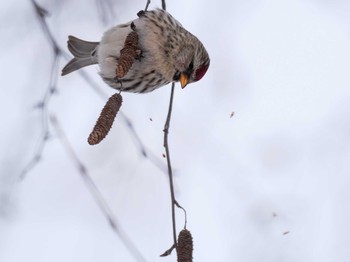 2024年3月3日(日) 福井緑地(札幌市西区)の野鳥観察記録