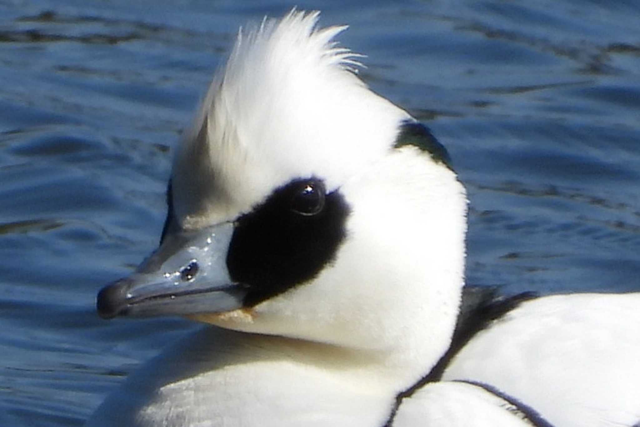 Photo of Smew at 岡山赤磐市 by タケ