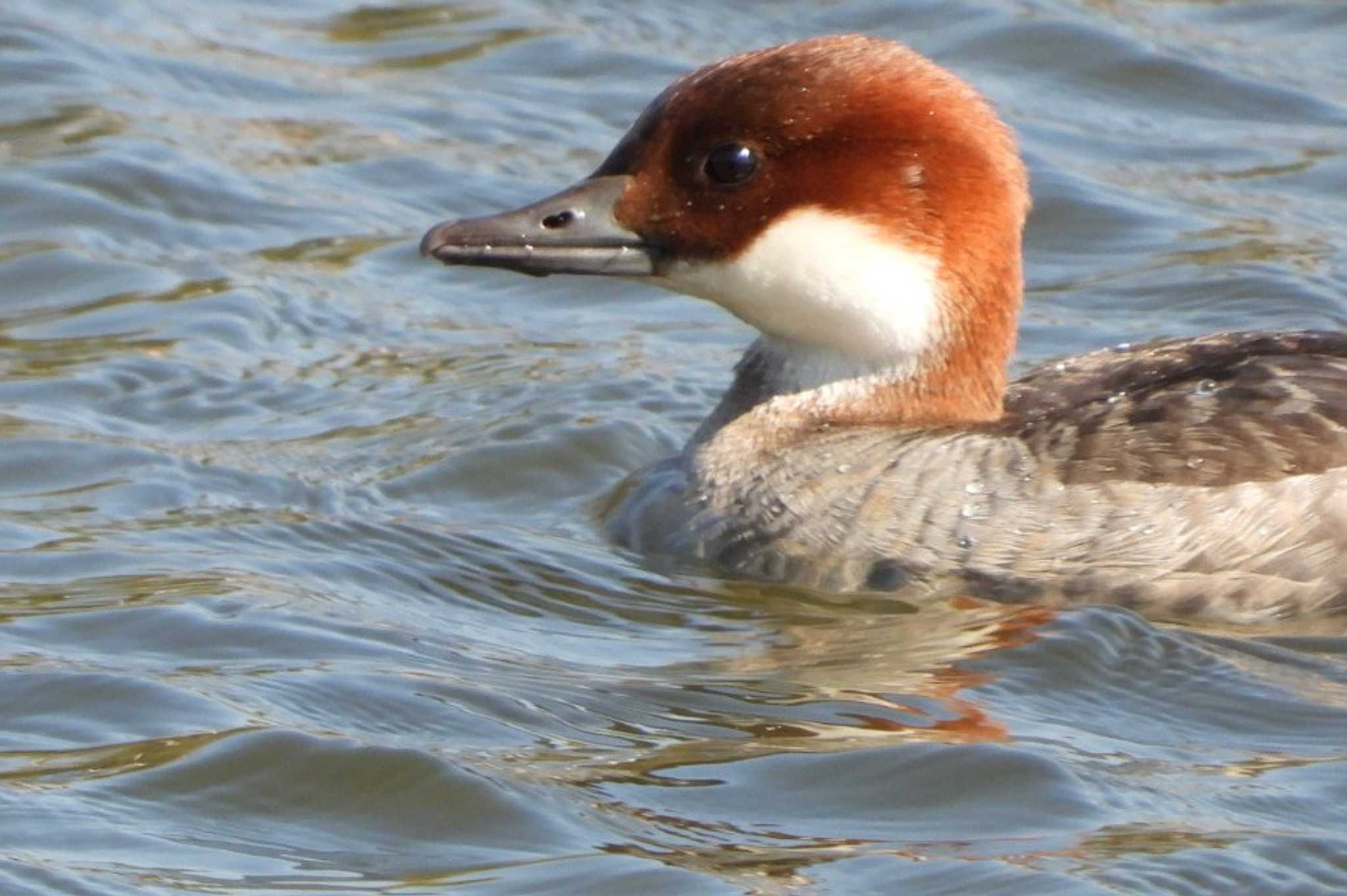 Photo of Smew at 岡山赤磐市 by タケ