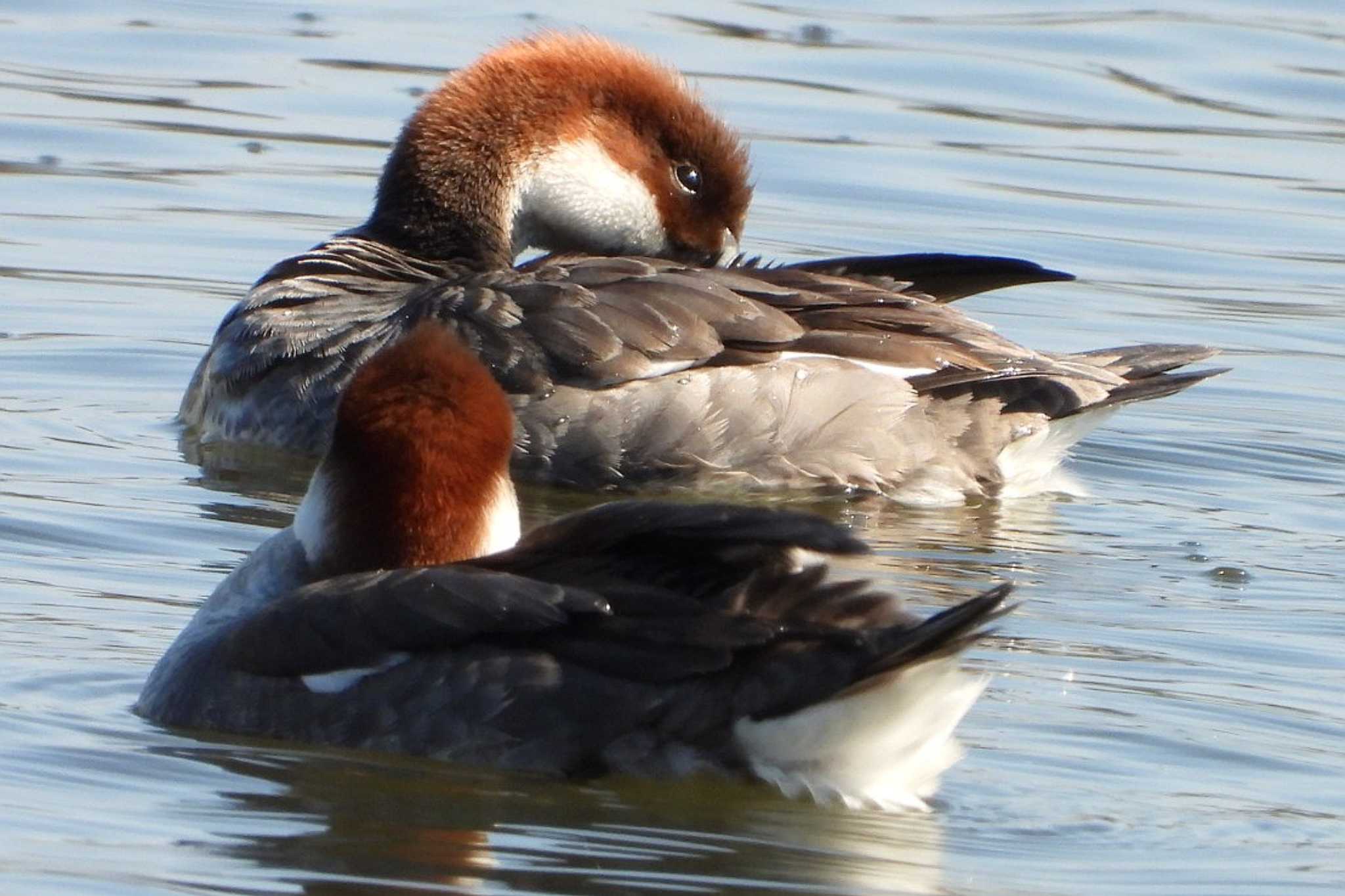 Photo of Smew at 岡山赤磐市 by タケ
