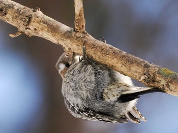 Japanese Pygmy Woodpecker(seebohmi) 平和の滝(札幌市西区) Sun, 3/3/2024