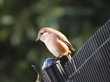 モズ 東京港野鳥公園 2024年3月3日(日)