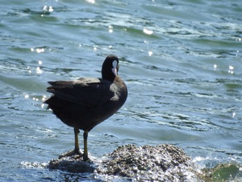 オオバン 東京港野鳥公園 2024年3月3日(日)