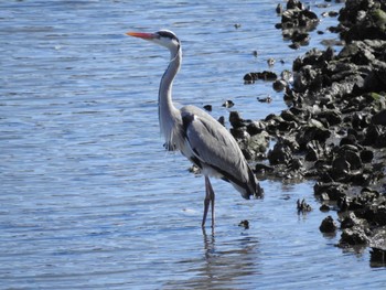 アオサギ 東京港野鳥公園 2024年3月3日(日)