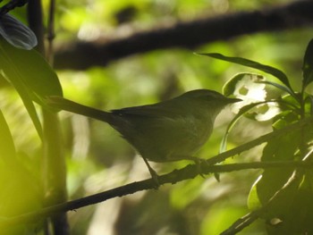 ウグイス 東京港野鳥公園 2024年3月3日(日)