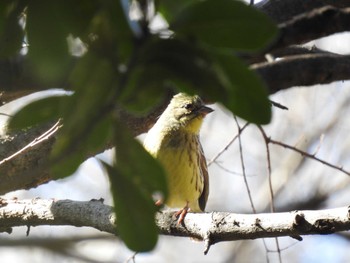 2024年3月3日(日) 東京港野鳥公園の野鳥観察記録