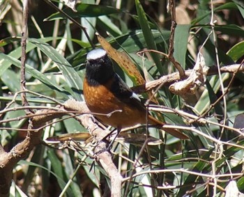 Sun, 3/3/2024 Birding report at Higashitakane Forest park