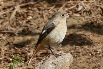 Daurian Redstart 東京都北区 Sat, 2/17/2024