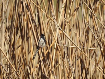 エナガ 東京港野鳥公園 2024年3月3日(日)