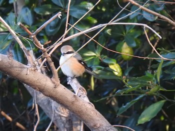 モズ 東京港野鳥公園 2024年3月3日(日)