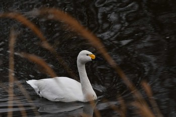 Tundra Swan 越辺川(埼玉県川島町) Sat, 2/17/2024