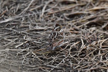 Rustic Bunting 越辺川(埼玉県川島町) Sat, 2/17/2024