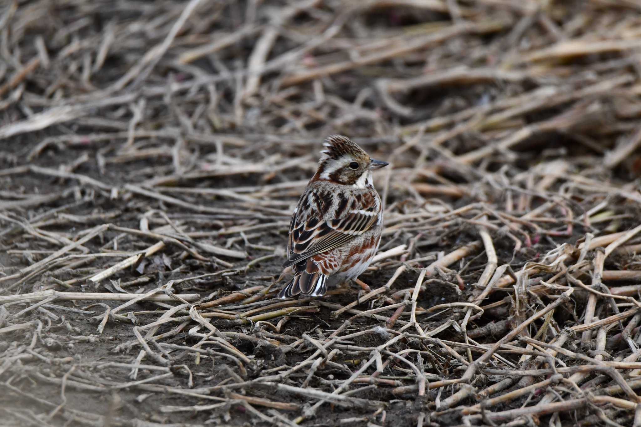 Photo of Rustic Bunting at 越辺川(埼玉県川島町) by のぶ