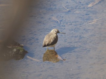 2024年3月2日(土) 渡良瀬遊水地の野鳥観察記録
