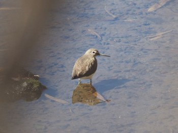 Green Sandpiper Watarase Yusuichi (Wetland) Sat, 3/2/2024