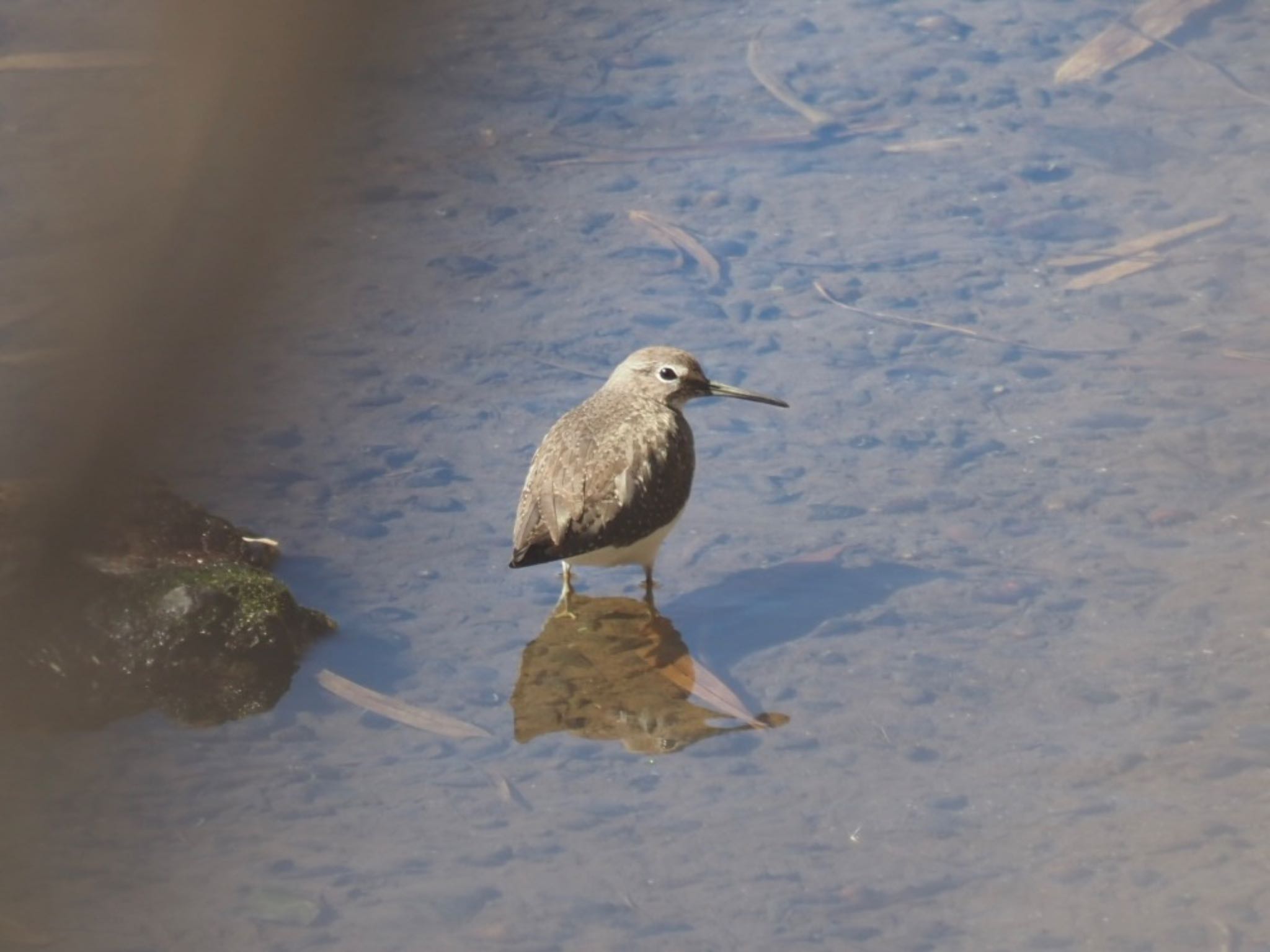 Green Sandpiper