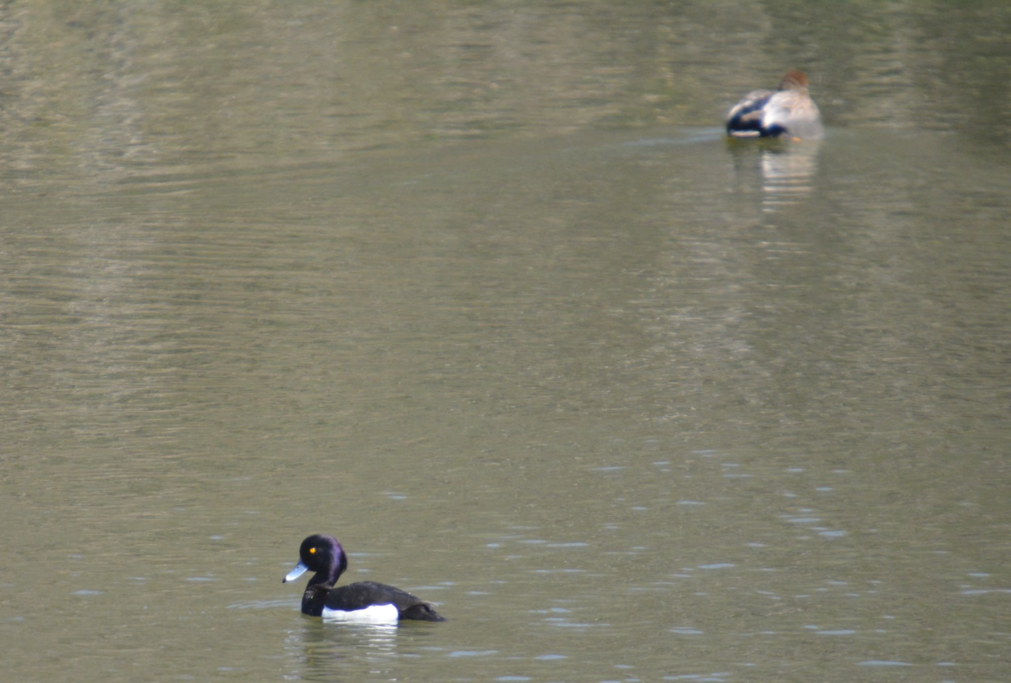 Photo of Tufted Duck at 天狗谷遺跡 by noel2023