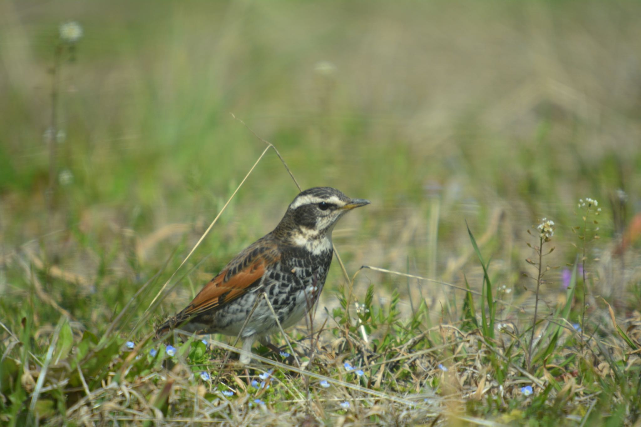 Photo of Dusky Thrush at 各務原市 by noel2023