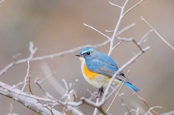 Red-flanked Bluetail 大町自然観察園 Sat, 3/2/2024